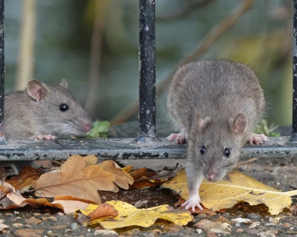 Rat control in Waco, TX technician inspecting home for rodent infestation